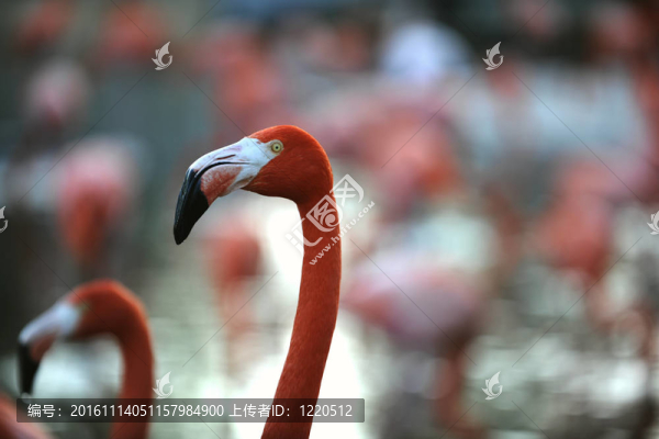 火烈鳥(niǎo).