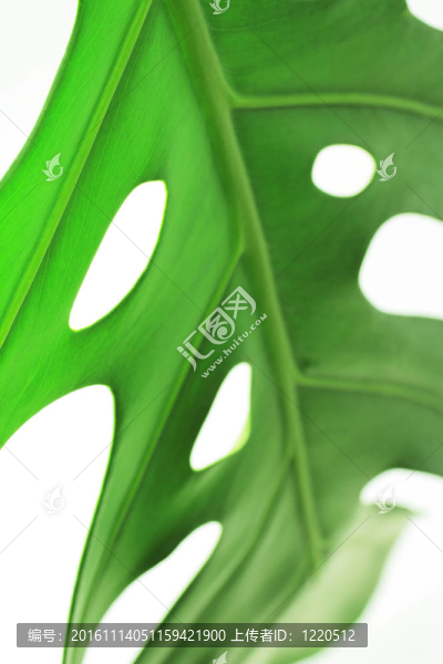龜背竹