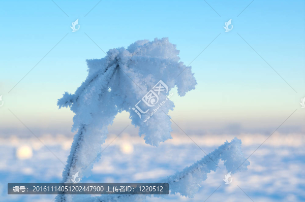 Frozenned,flower的冬景。