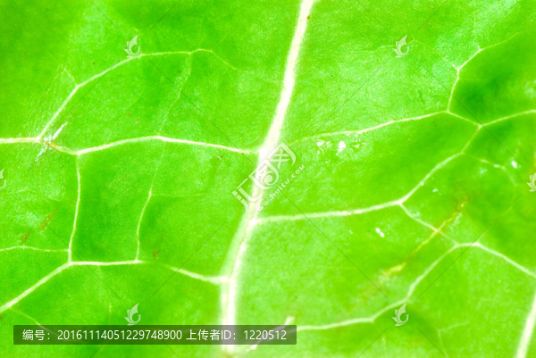 綠色蔬菜生菜葉結構