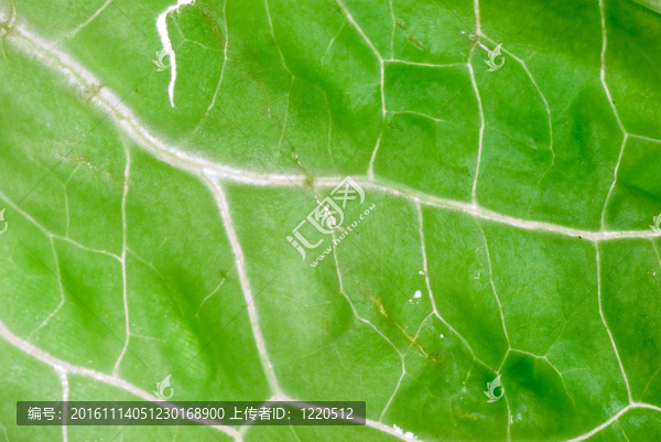 綠色蔬菜生菜葉結(jié)構(gòu)