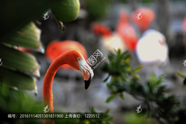 一只火烈鳥的肖像。