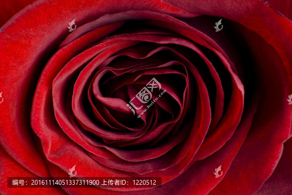 美麗的玫瑰紅玫瑰-匯圖網(wǎng) www.fosd68.com 美麗的玫瑰紅玫瑰