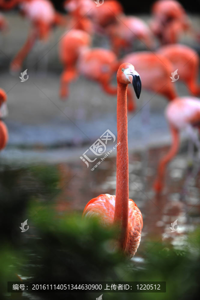 美洲紅鸛（Phoenicopterus,ruber）