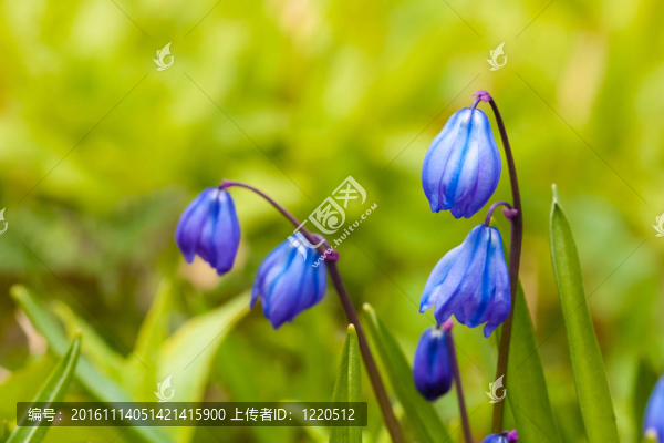 西伯利亞蝦蛄（Scilla,siberica）