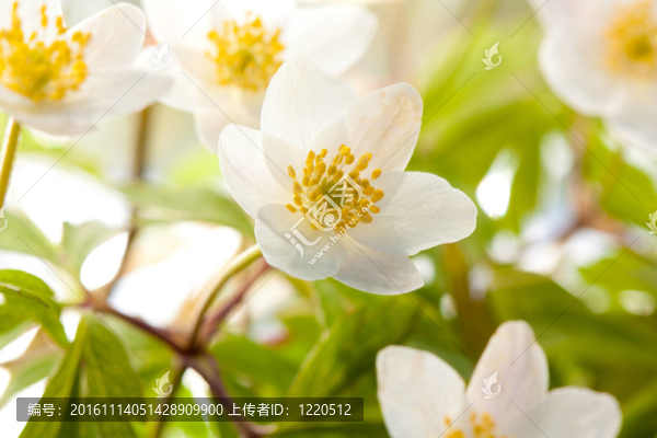 白色的?？? title=