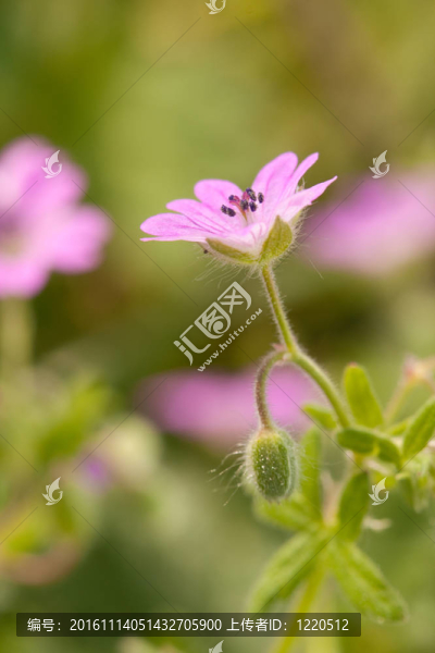 花木場(chǎng)