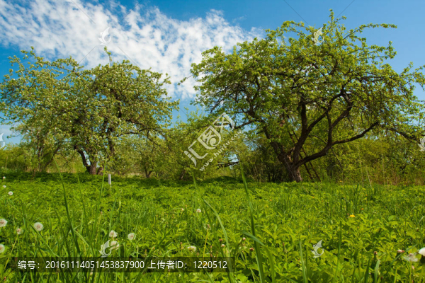 蘋果樹花