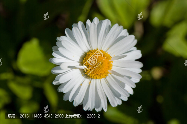花木場