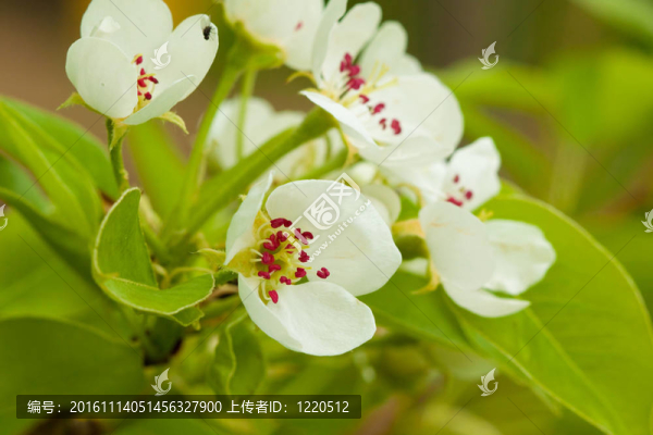蘋果樹的花