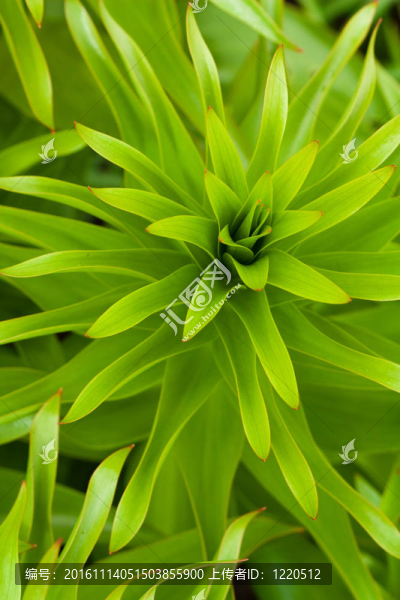 綠色的植物