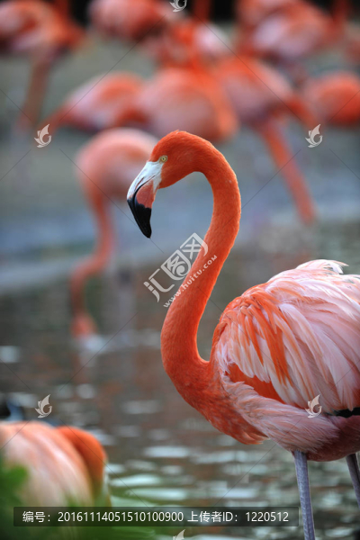 火烈鳥.