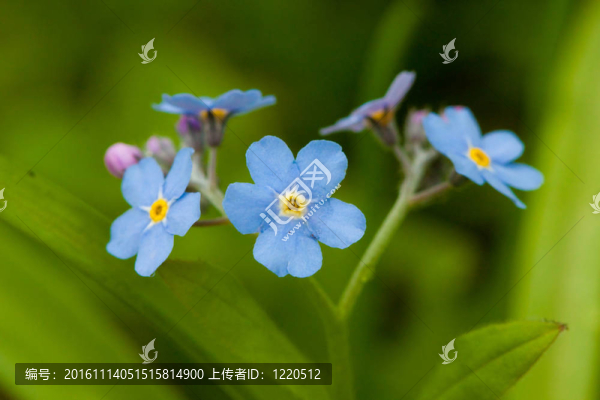藍色的我不會忘記