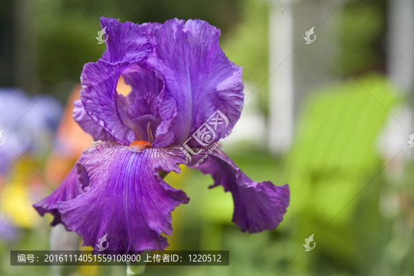鳶尾花