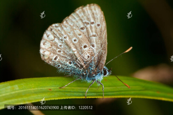阿曼達(dá)的藍(lán)色蝴蝶