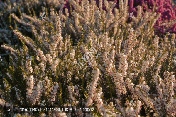 背景的花