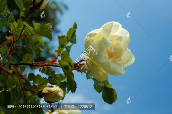 花木場