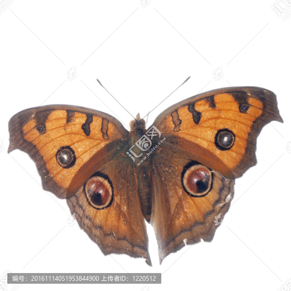 孔雀三色堇蝴蝶；Junonia,almana