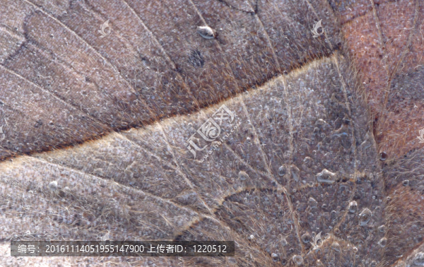 蝴蝶風(fēng)的紋理