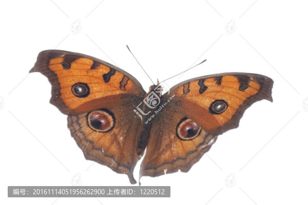 孔雀三色堇蝴蝶；Junonia,almana