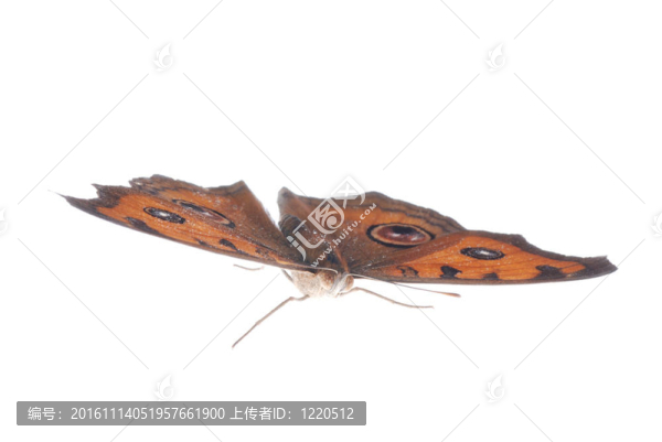 孔雀三色堇蝴蝶；Junonia,almana