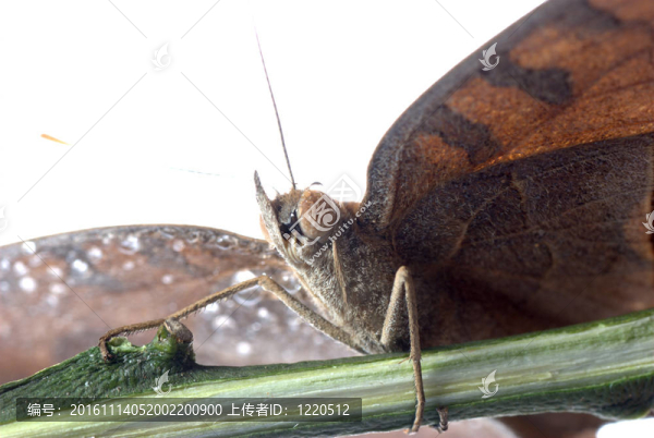 孔雀三色堇蝴蝶；Junonia,almana