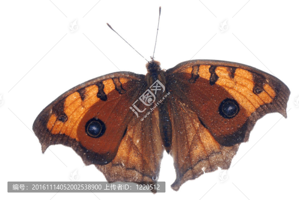 孔雀三色堇蝴蝶；Junonia,almana