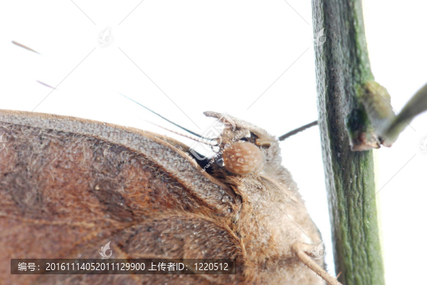 孔雀三色堇蝴蝶；Junonia,almana