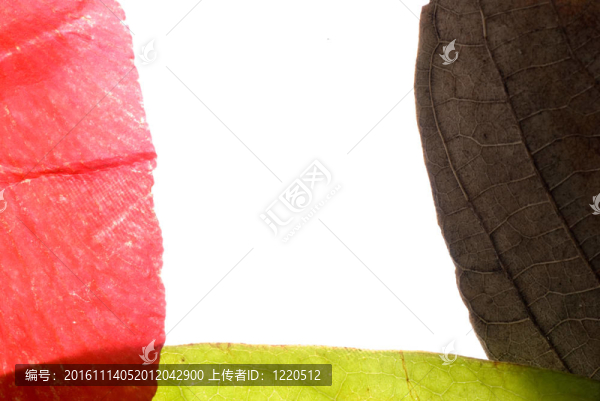 自然葉花框
