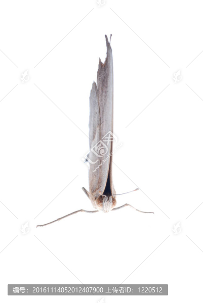 孔雀三色堇蝴蝶；Junonia,almana