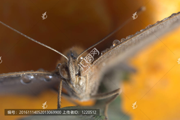 在橙色的蝴蝶