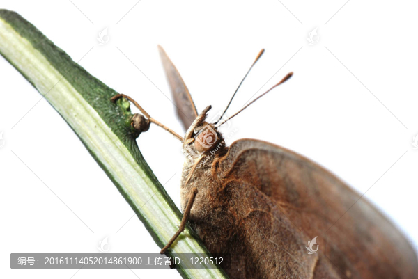 孔雀三色堇蝴蝶；Junonia,almana