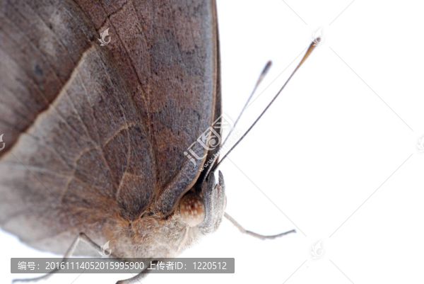 孔雀三色堇蝴蝶；Junonia,almana