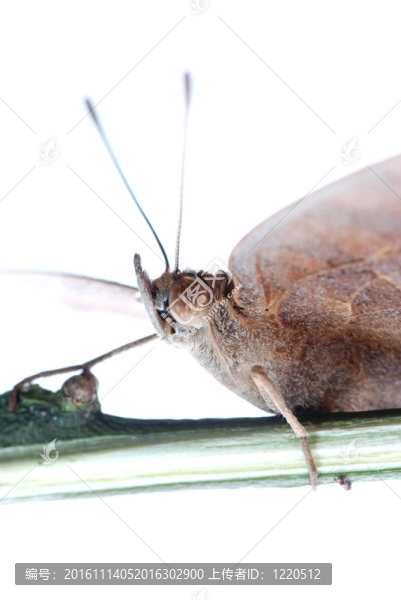 孔雀三色堇蝴蝶；Junonia,almana