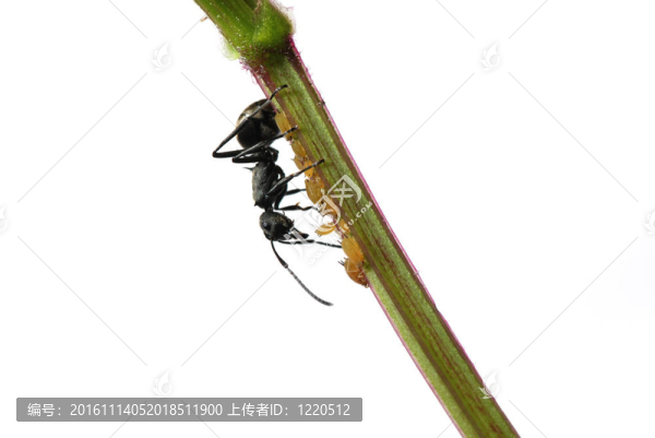 昆蟲螞蟻與蚜蟲分離