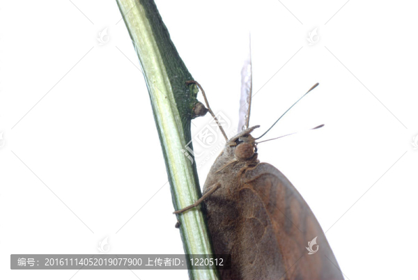 孔雀三色堇蝴蝶；Junonia,almana