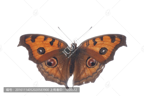 孔雀三色堇蝴蝶；Junonia,almana