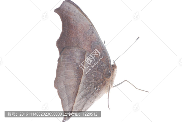 孔雀三色堇蝴蝶；Junonia,almana