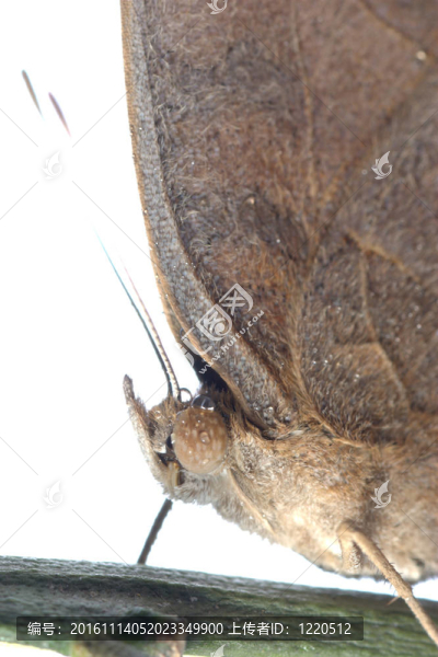 孔雀三色堇蝴蝶；Junonia,almana