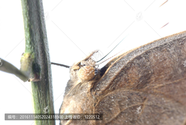 孔雀三色堇蝴蝶；Junonia,almana
