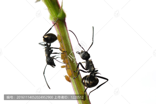 昆蟲螞蟻與蚜蟲分離