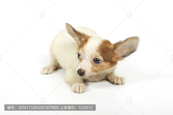 小奇瓦瓦的小狗