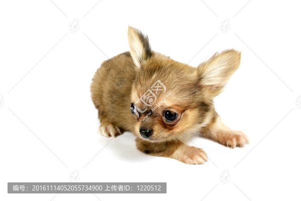 小奇瓦瓦的小狗