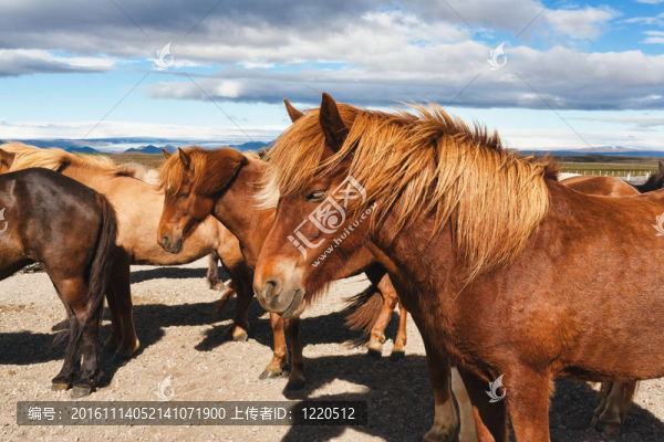 冰島馬