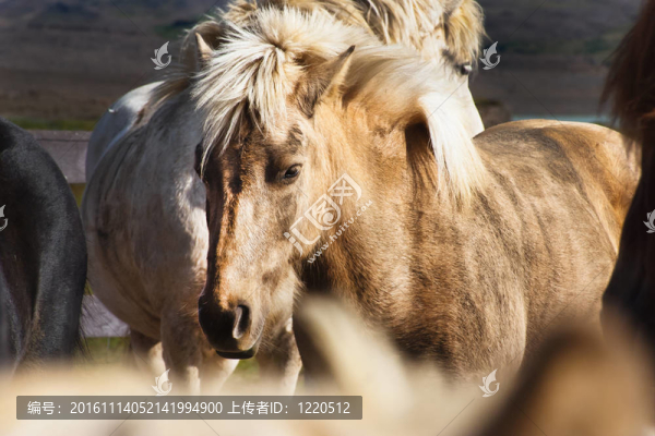 冰島馬