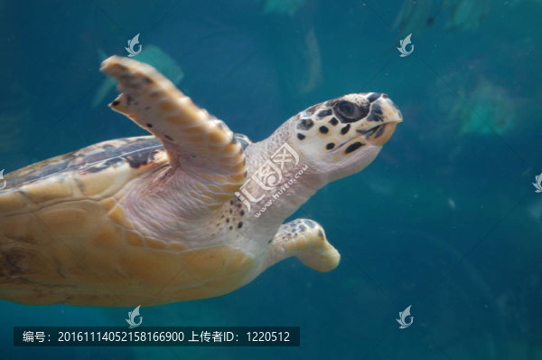游泳的烏龜