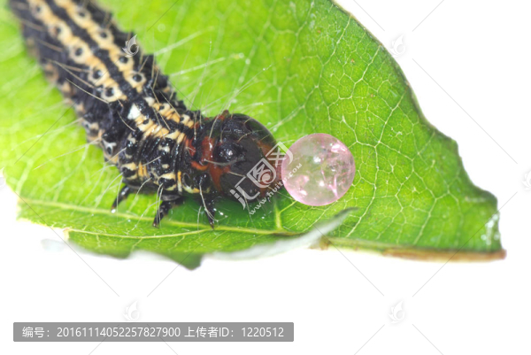 蝴蝶卡特彼勒