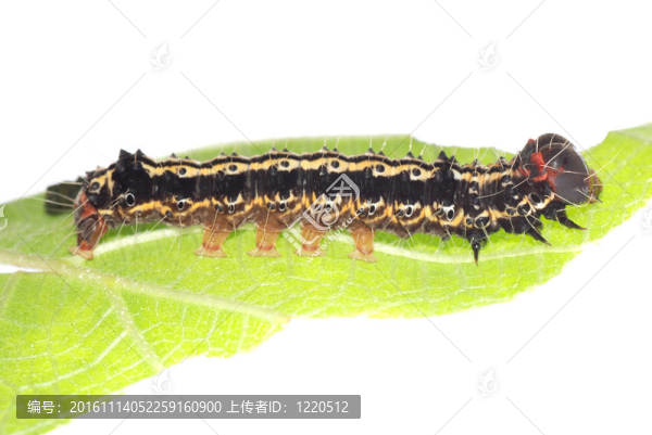 綠葉卡特彼勒