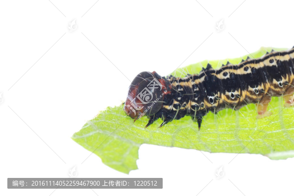 綠葉卡特彼勒
