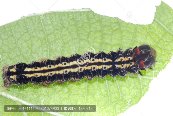綠葉卡特彼勒